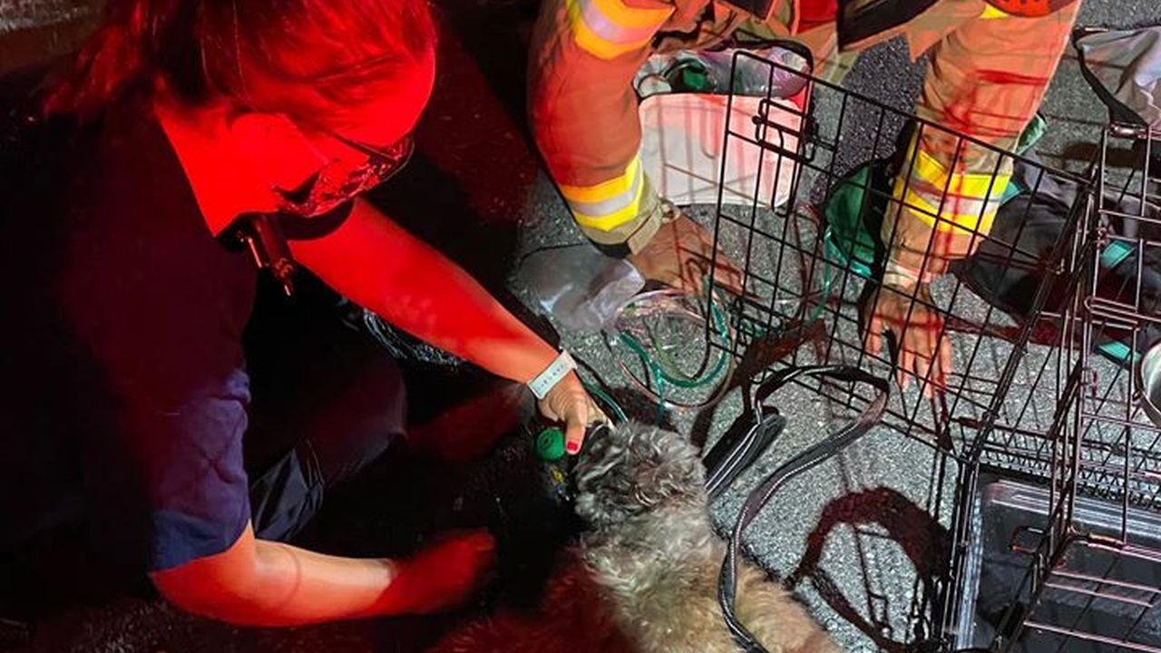 EMS save dog's life